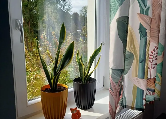 Jelonkowo Duszniki Zdrój